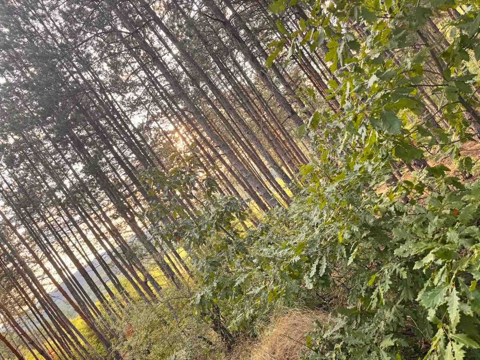 Продава се Парцел в Банкя - 2499 кв.м за 8 €/кв.м - Снимка #1