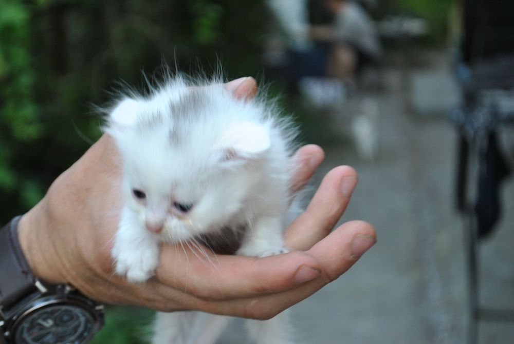 Продам веслоухих котят