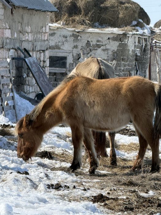 1.5 жасар Тай сатылады. Актобе ден.
