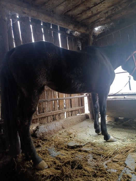 Продам кобылу алв