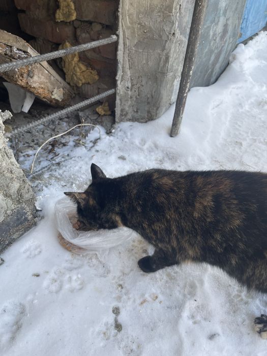 Подарите котику дом