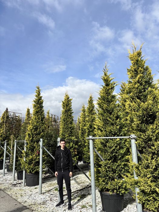 Leylandii gold rider toate dimensiunile