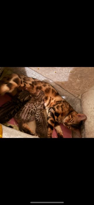 Котята бенгалы красивые