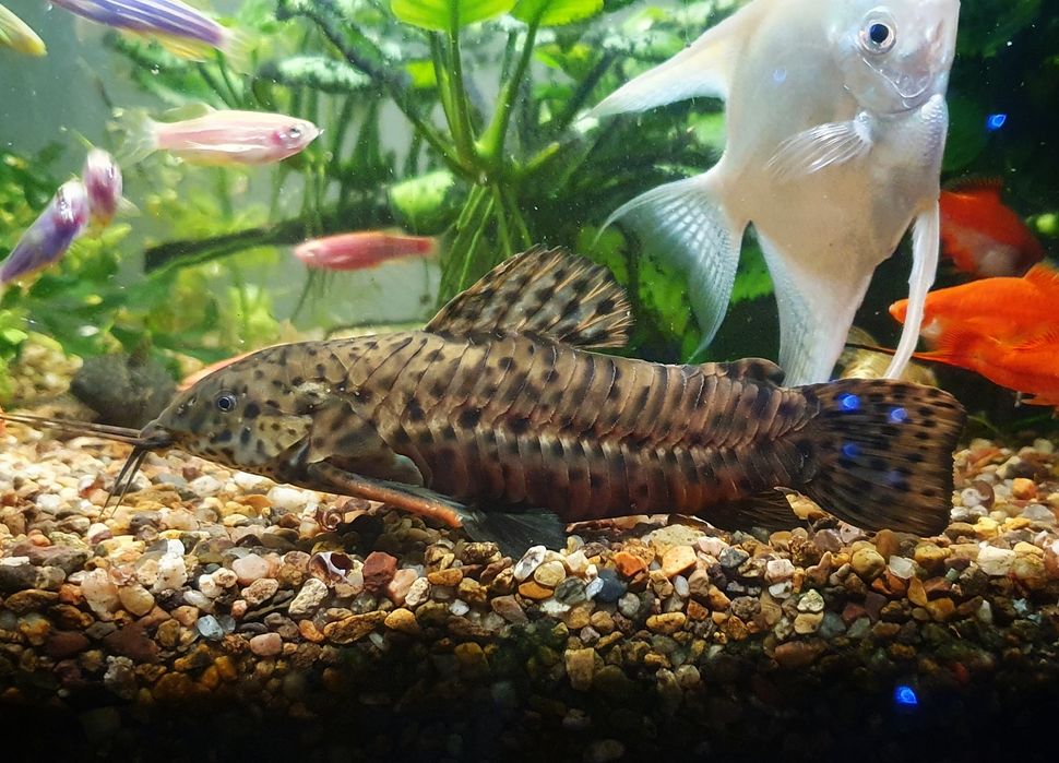 Торакатумы от 200тг