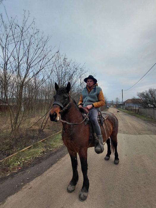 iapă bândă  de căruță și călare