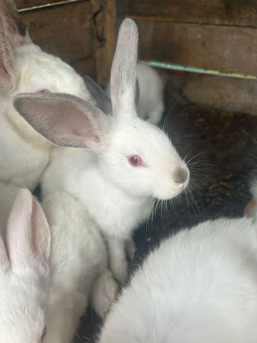 Iepurași albi cu ochii roșii
