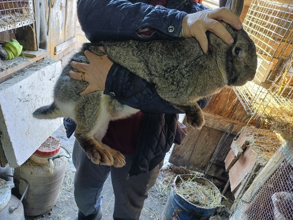 Продается кролиха