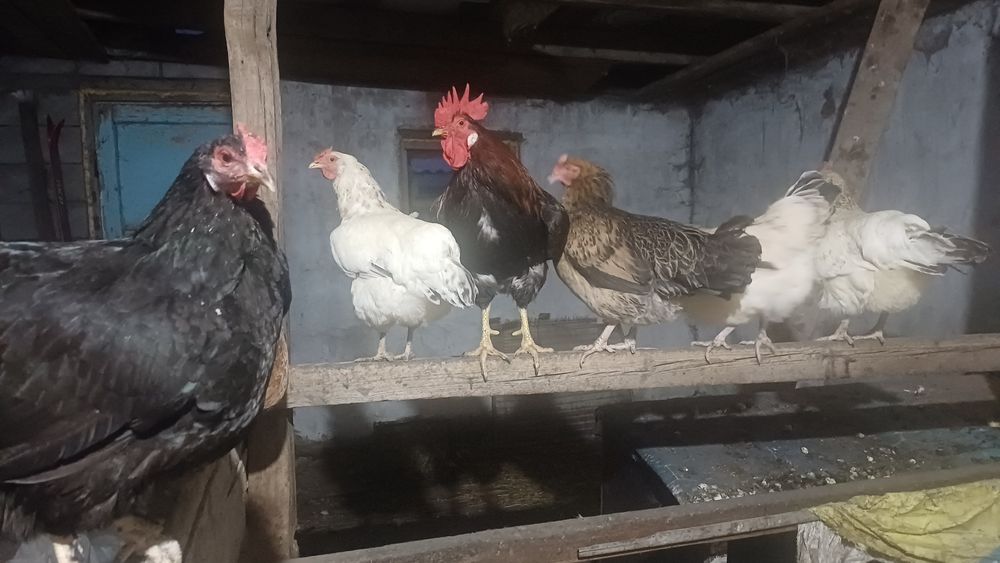 Продам домашних курей