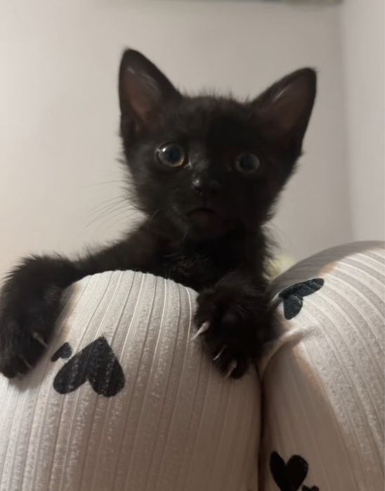 срочно котенок ищет семью