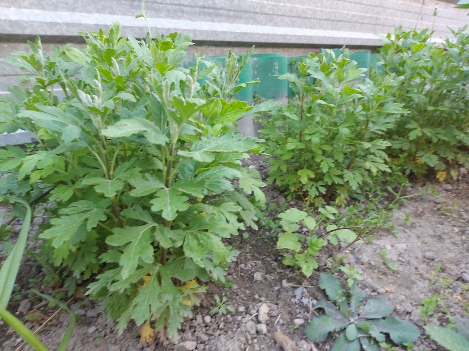 Хризантема ( желтый цвет)