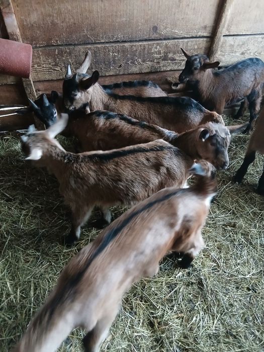 Vând sau schimb iezi