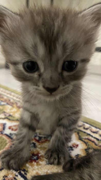 Продаются котята мальчики пишите в ватсап