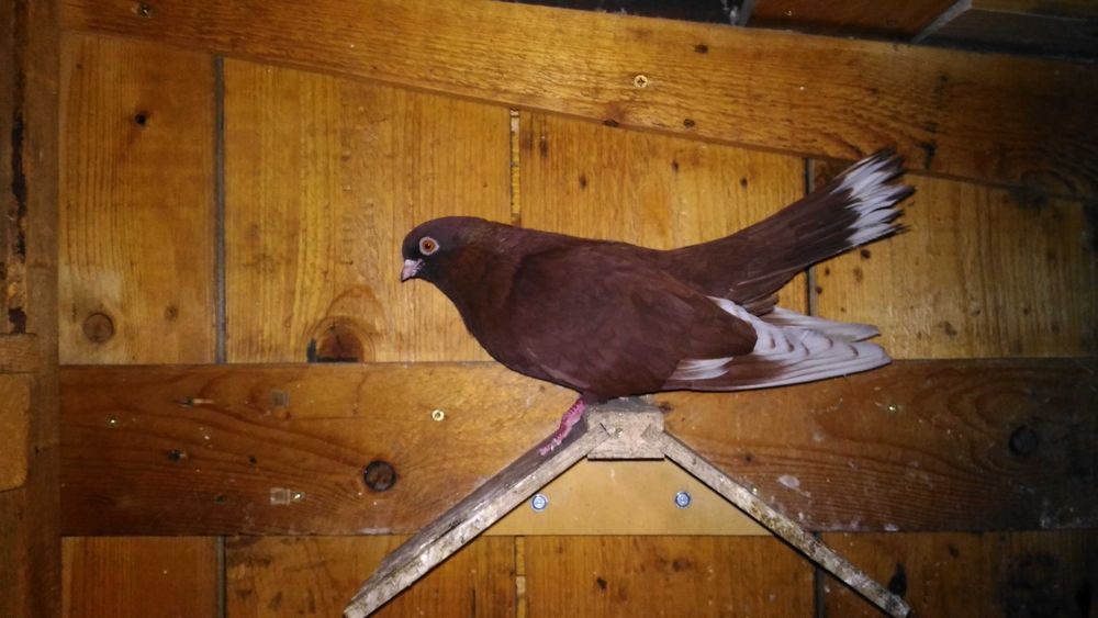 Porumbei jucatori galateni si visinii cu chenare