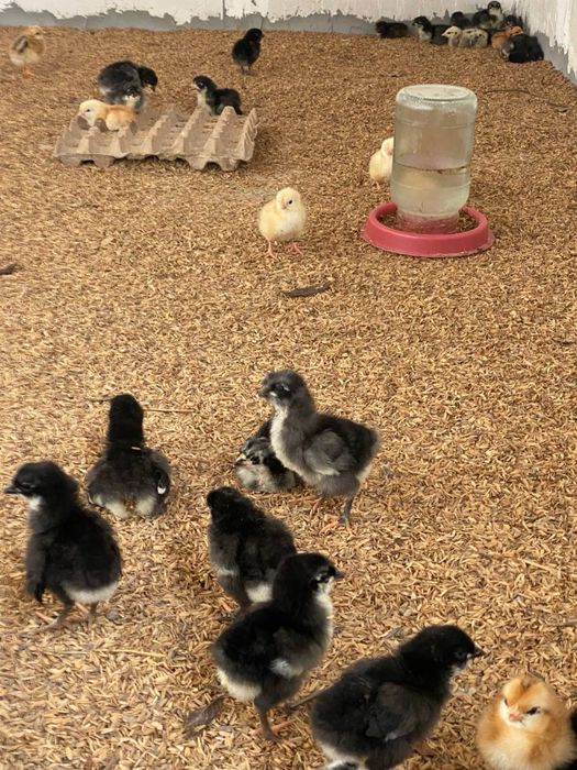 Jo’jalar Qora Jersi va Xanxyap Цыплята Чёрные Джерси и Ханхяп