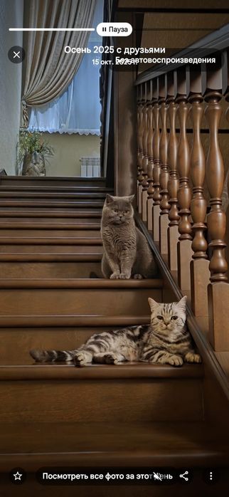 Продам умных, ласковых котят