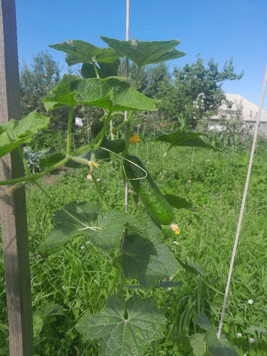 Продам домашние огурцы