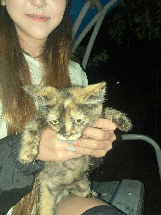 котята мальчик и девочки