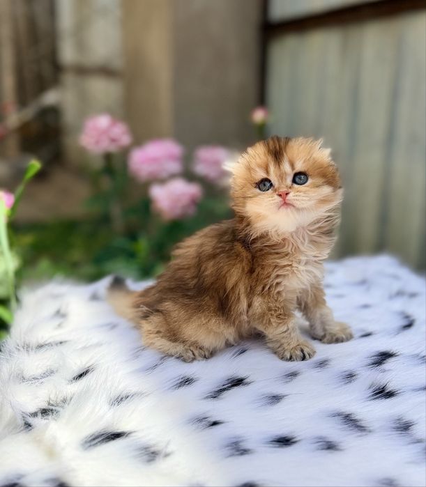 Котята с документами