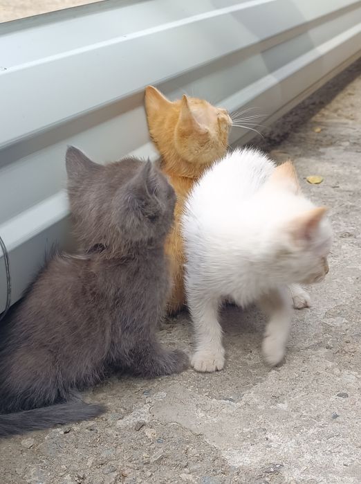 Котята в добрые руки
