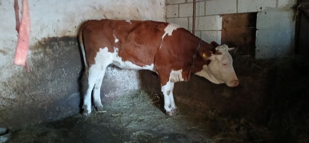 Vacii de vanzare