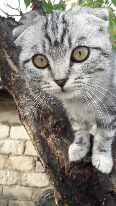 Пропал кот. Зовут Маркис