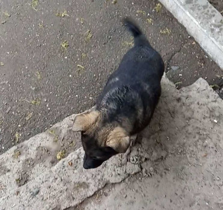 Кутята  ищут дом