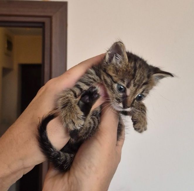 Подарявам малко коте
