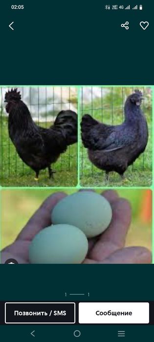 Ухейилюй цеплята