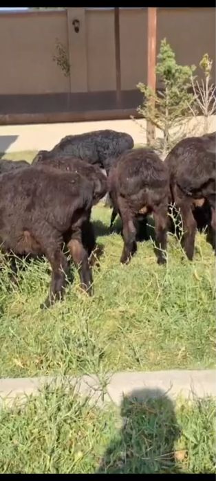 Кой сатамыз. Продам баранов