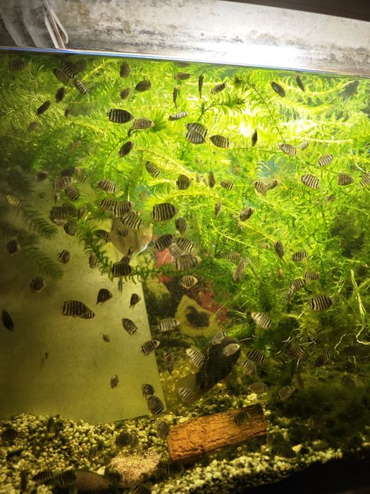 Северум красноплечий "Ложный дискус"