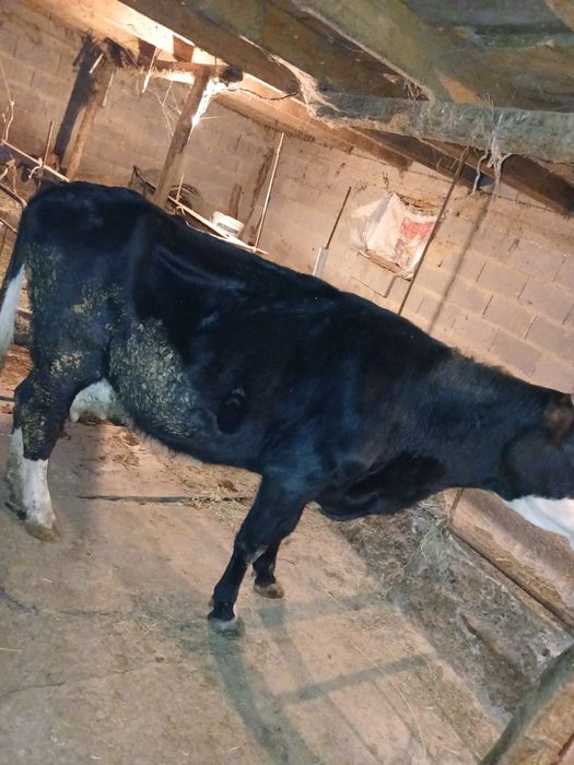 Продаю корову срочно