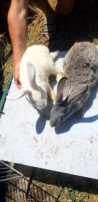 Vand iepuri de casă, crescuți în ograda proprie,au  vârsta  3 luni !