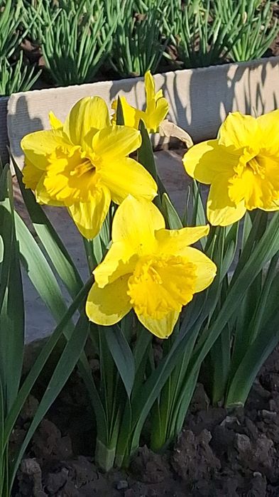 Свежие нарциссы с участка