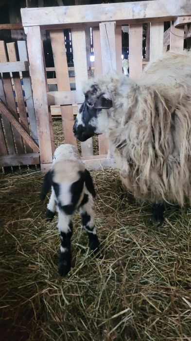 Oi tinere de vanzare