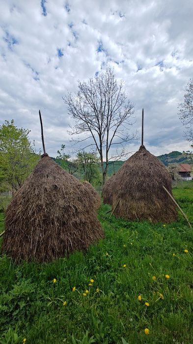 Capite de fân de vanzare