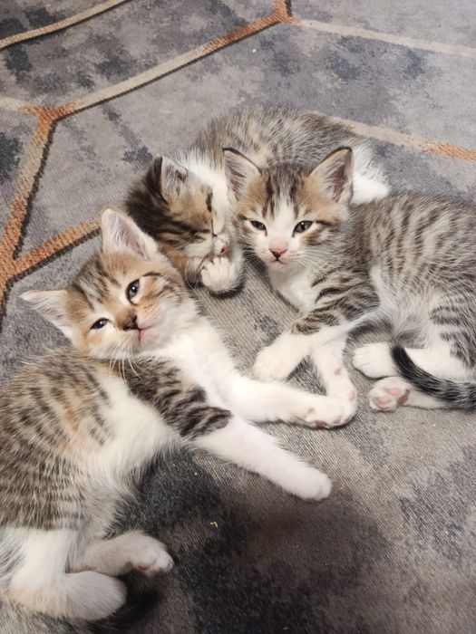 Отдам котят в хорошие руки