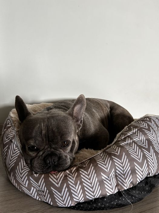 Pet sitting/Pet boarding
