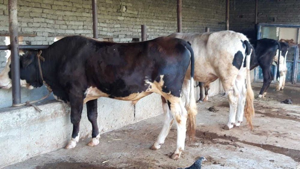 go'sht sotish xizmati