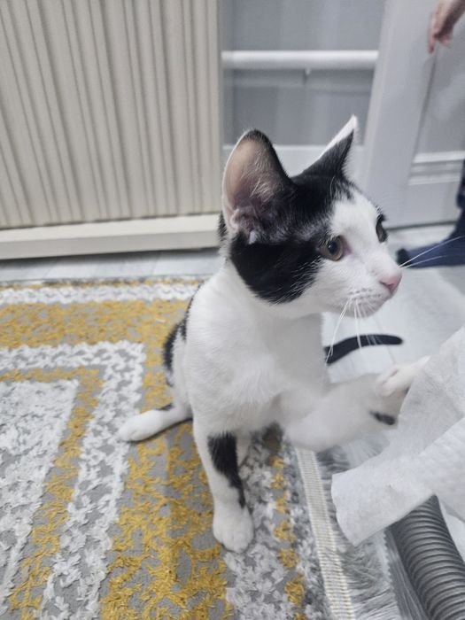 Котёнок в добрые руки