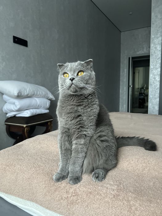 Отдам британского кота в добрые руки