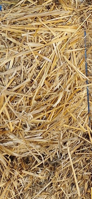 Vând baloti paie de ovăz