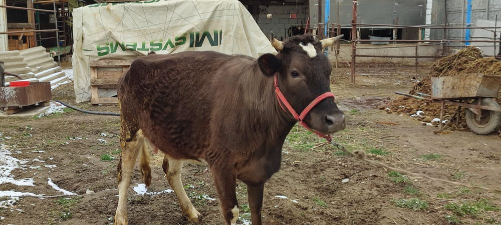 Корова продаётся