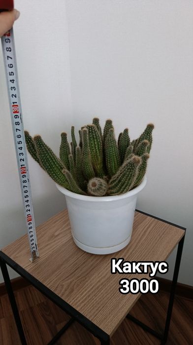 Комнатные растения разные