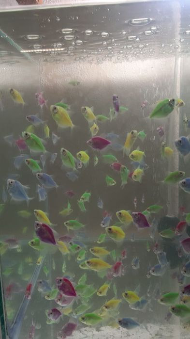 Тернеция , аквариумная рыбка