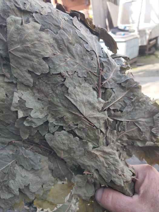 Дубовый веник прошлого года