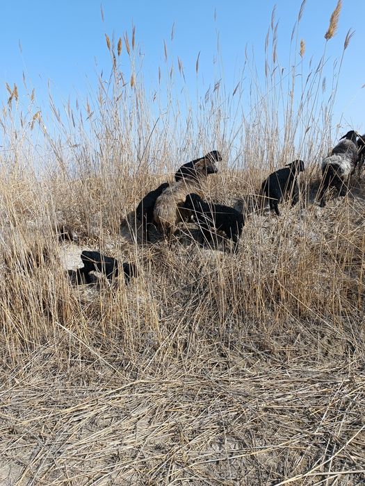 Она бола араби қўйлар сотилади