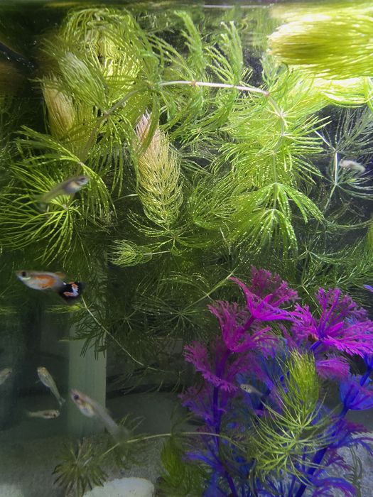Растения для аквариума