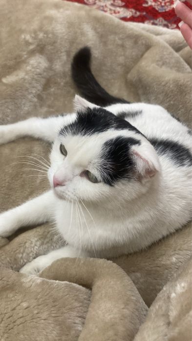 вислоухая шотландская кошка