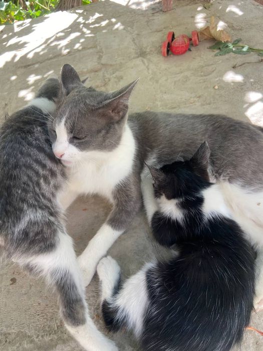 Katta nipelli ruslar