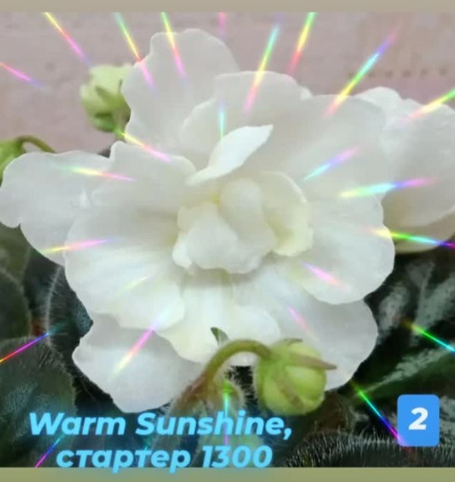 Фиалки сортовые (детки, стартеры)